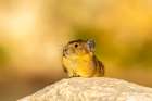 USA, Wyoming, Medicine Bow National Forest. Close-up of pika on rock. Art Print